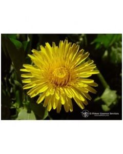 NATUR Dandelion Ess 7,4Ml Calf