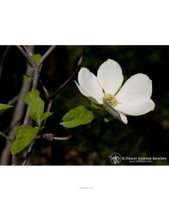 NATUR Dogwood Ess 7,4Ml Calf