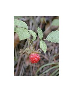 Herboplanet Msa Rubus Idaeus 50Ml
