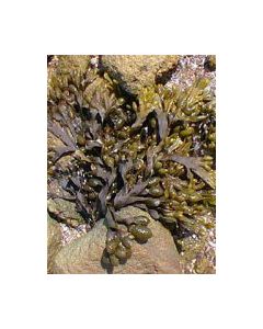 Herboplanet Tsa Fucus Vesiculos 50Ml