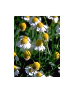 Herboplanet Tsa Matricaria Chamomilla 50Ml