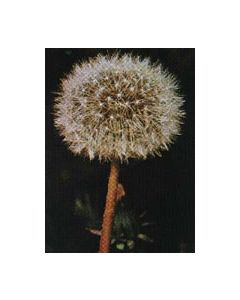 Herboplanet Tsa Taraxacun Officinalis 50Ml