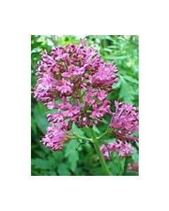 Herboplanet Tsa Valeriana Officinalis 50Ml