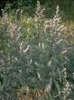 Herboplanet Tsa Artemisia Vulgaris 50Ml