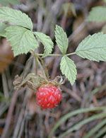 Herboplanet Msa Rubus Idaeus 50Ml