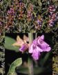 Herboplanet Tsa Salvia Officinalis 50Ml