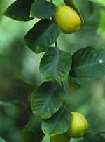 Herboplanet Msa Citrus Limonum 50Ml