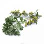 Herboplanet Tsa Artemisia Absinthium 50Ml