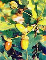 Herboplanet Msa Quercus Peduncol 50Ml